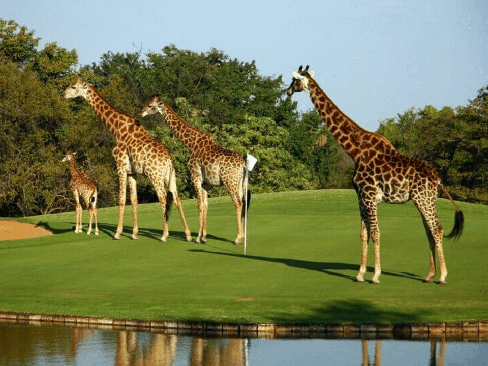 Golf Resort